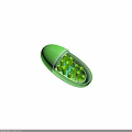 Green Microorganism Cell Internal Structure with Spiral Components and Small Dots