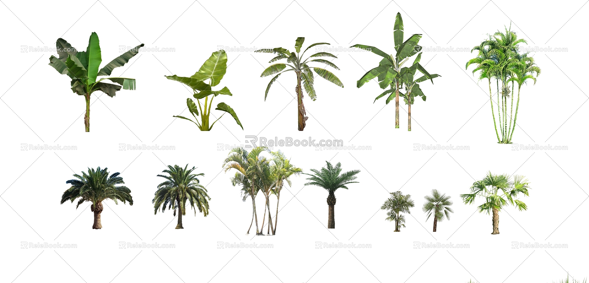 Palm Tree Plant Coconut Tree Banana Tree Banana Tree Canna 3d model