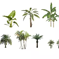Palm Tree Plant Coconut Tree Banana Tree Banana Tree Canna 3d model