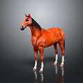 Brown Horse with Black Mane and White Hooves Standing on Gray Background with Reflection