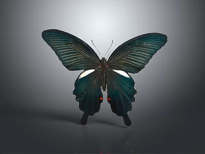 Detailed Dark Green Butterfly With White Spots Red Dots And Veined Wings On Gray Background 3d model