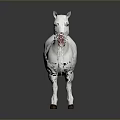 White Horse Standing Elegantly with Reflection on Gray Background in Realistic Render