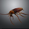 Red and Brown Cockroach With Long Antennae And Legs On Dark Background