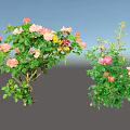 Vibrant Flower Bushes With Pink White And Colorful Blooms And Lush Green Leaves
