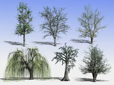Diverse Arbor Trees With Various Crown Shapes And Foliage Forms For Landscape Design 3d model