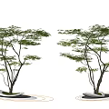 Modern landscape tree maple claw maple courtyard modeling tree red maple pool 3d model