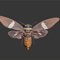 Purple Winged Cicada With Spread Wings White Spots And Orange Body Against Dark Background