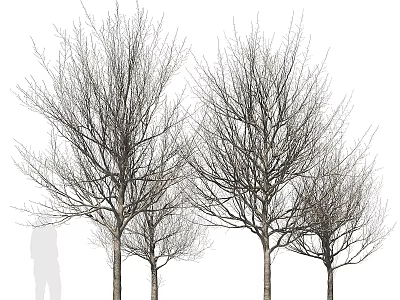 Tree Pit Design With Multiple Bare Trees And Tall Trunks In Landscape 3d model