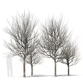 Tree Pit Design With Multiple Bare Trees And Tall Trunks In Landscape