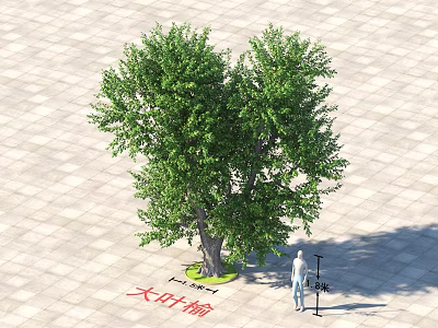 Large-leaved Elm Arbor with Lush Green Foliage in Paved Square and Human for Height 3d model