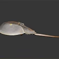 Close Up View of Horseshoe Crab with Reddish Brown Shell and Long Tail on Dark Surface