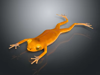 Orange Frog Lying On Shiny Smooth Surface With Yellow Eyes And Clear Reflection 3d model