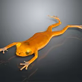 Orange Frog Lying On Shiny Smooth Surface With Yellow Eyes And Clear Reflection