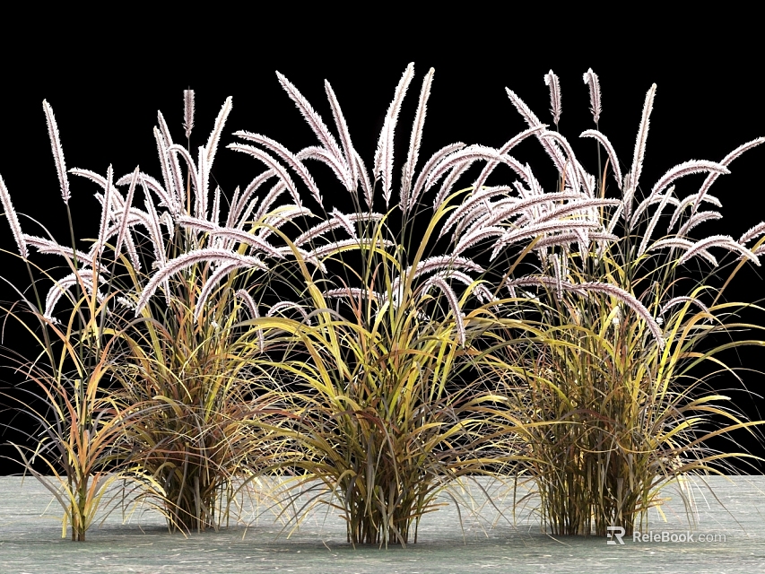 Ornamental Herbaceous Clump Forming Plants With White Feathery Flower Spikes And Green Yellow Variegated Leaves 3d model 