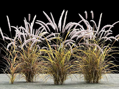 Ornamental Herbaceous Clump Forming Plants With White Feathery Flower Spikes And Green Yellow Variegated Leaves 3d model