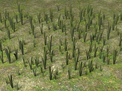 Lush Natural Green Herb Plants With Slender Leaves Growing On Grassland 3d model