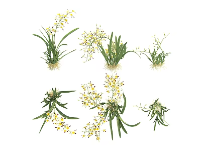 Beautiful Various Natural Blooming Flowers With Yellow Petals And Green Leaves 3d model