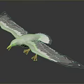 White Seagull Flying with Spread Wings Yellow Beak and Orange Feet Against Gray Background