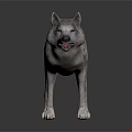 Realistic Wolf 3D Model With Gray White Fur And Standing Pose 3d model