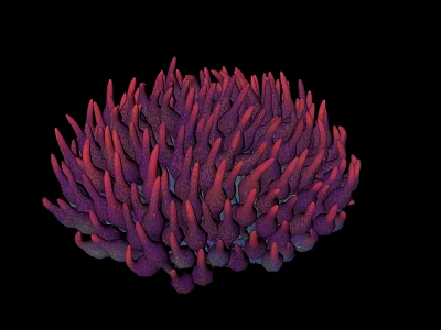 Vibrant Purple And Red Marine Coral With Spiky Structure In Ocean Habitat 3d model