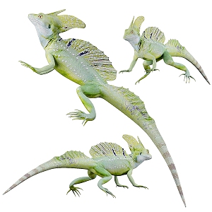 lizard reptiles 3d model