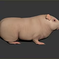 Hairless Pink Guinea Pig Game Movie Character Standing On Dark Surface With Reflection