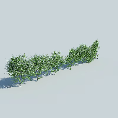 Lush Green Vines Growing In A Row With Dense Leafy Foliage And Natural Light 3d model
