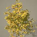 Lush Deciduous Arbor With Vibrant Yellow Autumn Leaves And Natural Silhouette