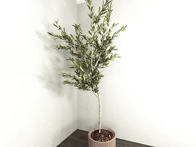 Indoor Potted Olive Tree In Brown Pot At Corner With White Wall And Dark Table 3d model