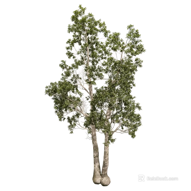 Tall Arbor Trees With Lush Green Leaves And Thick Trunks In Natural Landscape 3d model 