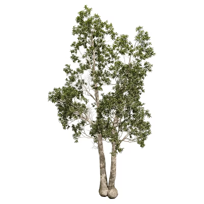 Tall Arbor Trees With Lush Green Leaves And Thick Trunks In Natural Landscape 3d model