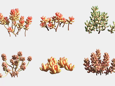 Colorful Succulent Plants Various Types For Indoor Decor And Home Garden 3d model