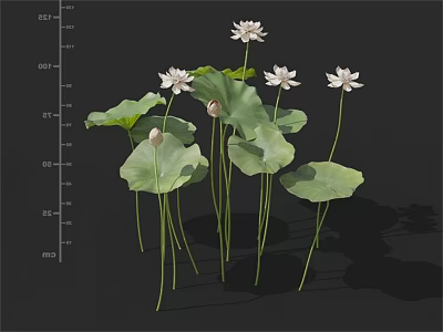 White Lotus Flowers And Green Lotus Leaves For Natural Home Decoration 3d model