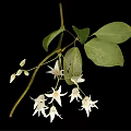 Plant Displaying Green Leaves and Hanging White Flowers Against Black Background