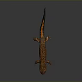 Orange and Black Spotted Lizard with Long Tail on Dark Background