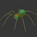 Colorful Spider With Green Body And Orange Legs On Black Background With Reflection