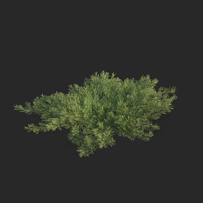 Green Shrub With Lush Foliage And Dense Branches On Dark Background 3d model