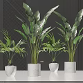 Bonsai Potted Plants With Tropical Palm Leaves In White Concrete Pots Against Modern Dark Wall