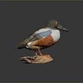 Taxidermy Bird With Green Head Blue Wings White Belly And Orange Feet Perched On Rock