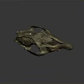 Ancient Animal Fossilized Skull With Weathered Texture And Dark Background 3d model