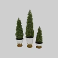 Conical Green Garden Plants In White Planters With Gold Base For Home Garden Decor
