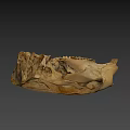 Ancient Skull Specimen Studied In Australian National University Digital Humanities Research