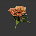 Orange Pink Rose With Layered Petals Green Stem And Leaves On Dark Background