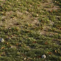 Green Grass Field With Dry Leaves And Scattered Stones In Natural Setting