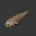 Pink Aquatic Fish With Long Body Large Eyes And Whisker Like Structures On Dark Background