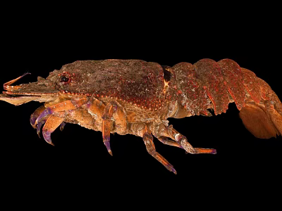 Spiny Lobster Displaying Brownish Red Exoskeleton And Purple Legs On Black Background 3d model