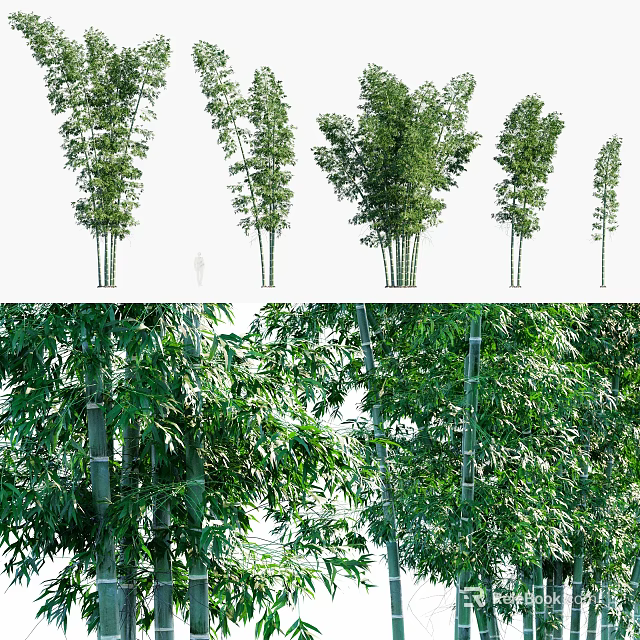 Various Forms of Bamboo Plants With Lush Green Leaves and Tall Stems in Forest 3d model 