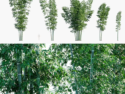 Various Forms of Bamboo Plants With Lush Green Leaves and Tall Stems in Forest 3d model