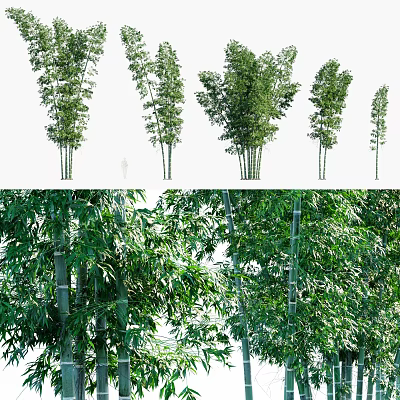 Various Forms of Bamboo Plants With Lush Green Leaves and Tall Stems in Forest 3d model
