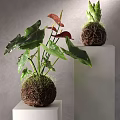 Shower Sauna Room Interior With Green Plant On White Stand And Gray Wall